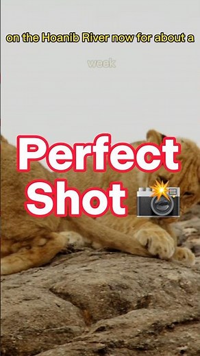 Perfect Shot: Amazing Lucky Filmteam🍀Filming Rare Desert Lions 🦁 in Namibia for Nature Documentary