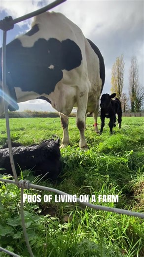 Benefits of Living on a Dairy Farm in the UK