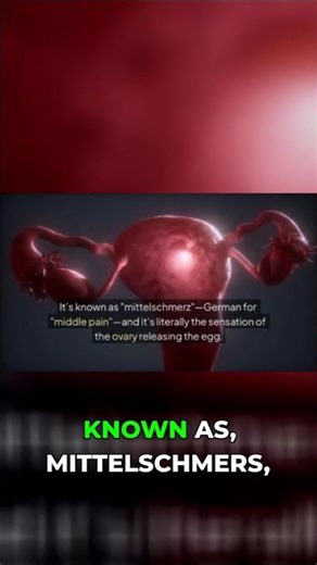 Why Your Body Feels Different During Ovulation #Biology #Cycle #WomensHealth