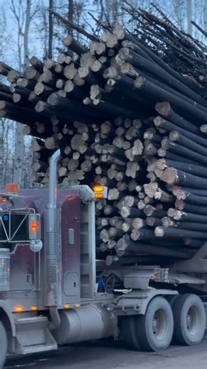 3.7K views · 110 reactions | - How many logs you hauling? - Yes #peterbilt #freightliner #transportationindustry #truckmemes #trucknews #dashcam #Trucknews #transportation #trucktok #volvo #swift #truckingbusiness #kenworth #truck #freight #driversusa #bigrig #TruckParking #internationaltrucks #macktrucks #womenintrucking #trucker #flatbed #semitruck | TruckTok | Facebook