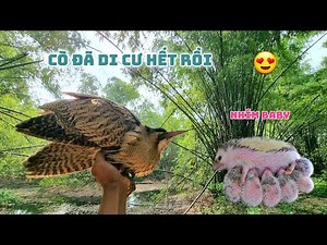 Thả Con Vạc Rạ Về Rừng Cò Và Tin Vui - Nhím Đẻ Và Xù Cũng Đã Chịu Ăn / Quế Nghịch