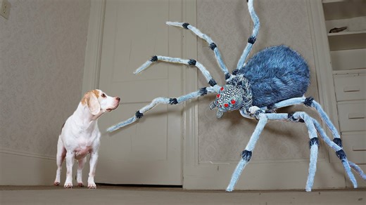 Dogs confront a huge spider in the living room