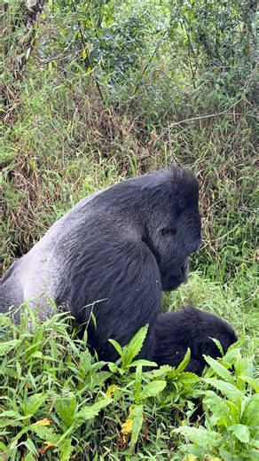 Gorillas mate throughout the year — there is no fixed breeding season. A dominant silverback usually mates with multiple adult females in his group. This helps keep the family stable and protected. #Silverback #MountainGorillas #GorillaTrekking #UgandaSafari #Gorillas | Moses Kisembo