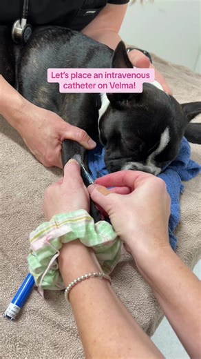Placing an Intravenous Catheter on Velma | Veterinary Procedure POV