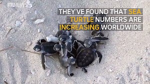 70K views · 257 reactions | At last, some good news: Sea turtle numbers recovering, say scientists! | ABC Science | Facebook