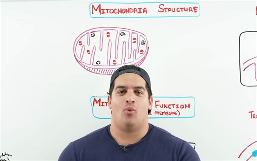 Mitochondria Structure & Function