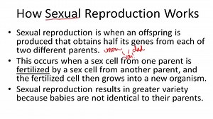 Reproduction - Example 1 ( Video ) | Biology