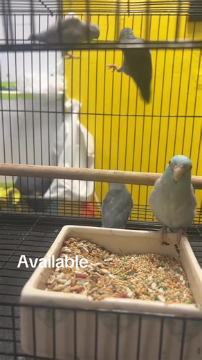 #parrotlets #birds #parrots