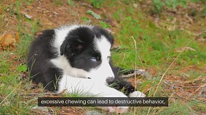 Dog Chewing Solutions
