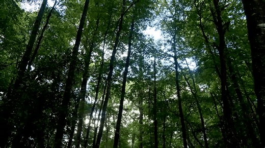 Blue Ghost Firefly tour returns to the Pisgah National Forest