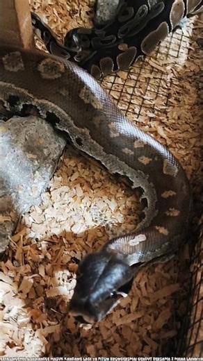 Brongersmai Blood Reticulatus Ball Python Ready to Eat Some White Mouse Mencit Colony of 30 Mukbang