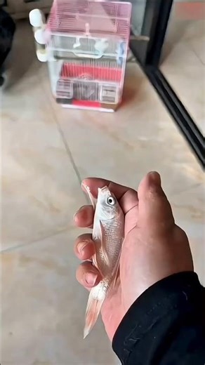 🤣 From Toilet to Washing Machine! 🐠 Crazy Fish Story #shorts
