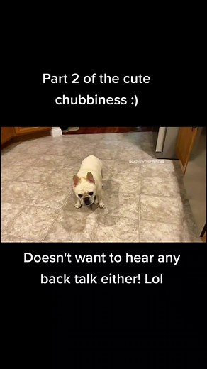 Funny French Bulldog Cashew - Cute and Comedic Canine Moments