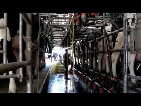 The Good Family Dairy Farm Cork Ireland