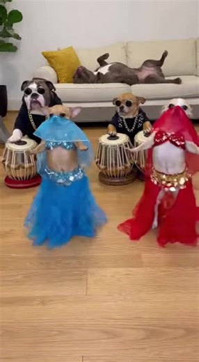 Two Dancing Chihuahuas… Titan Couldn’t Care Less 😴🐶💃 #trendingreels #dancers #dancechallenge #dancereels #viraltiktok