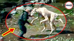 Disturbing Creatures That Attacked People & Got Caught On Camera ! #Discovery #Mysterious #Secret #Top15 #Alien #UFO #Shock | Viral 60