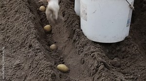 Planting potatoes in the garden and sprinkling with fertilizers. Agriculture and farming. Spring