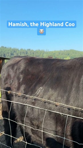 📍Hamish the Highland Cow 🐄 with his buddies Honey and Baxter