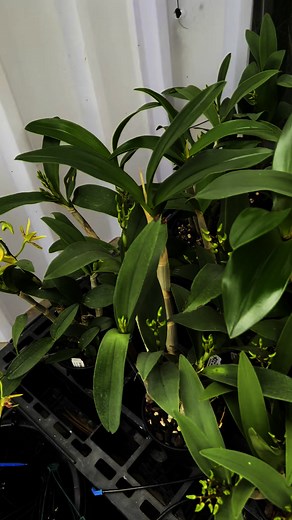 Despite we are branching to many other genera but we are still specialising on our Australian Dendrobium Native Orchids. At the Kings Nursery. We created many new generation of our Australian Native Dendrobium in compact to medium size growth which is absolutely fitting for any growing space including balconies where is our lands - backyard become smaller everyday. Video showing all first time flowering. #floweringdendrobiumorchids #dendrobiumorchids #Australian nativeorchids #kingsorchidsnurser