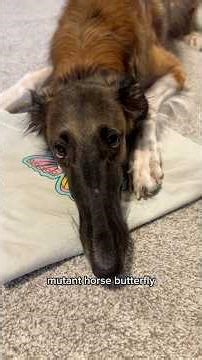 finally, marcy merch is here 💖 #new #americantraditional #merch #snoots