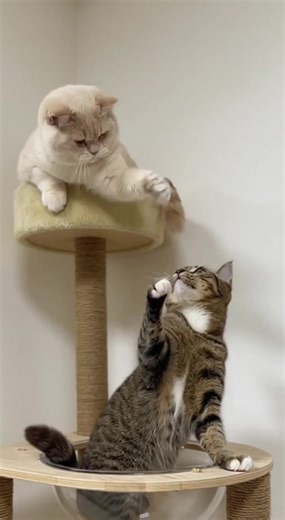 Happy Castle: The Ultimate Cat Climbing Frame