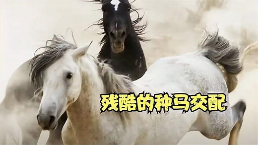 种马交配的季节到了，公马使出浑身解数，争夺和母马的交配权