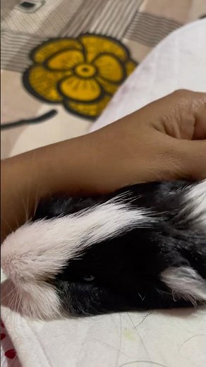 “Cutest Guinea Pig Cuddles Ever! 🐹❤️ | So Relaxing & Adorable Moments”#pets #petlover #guineapig