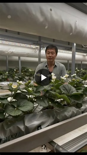 #verticalfarming #strawberrycultivation #hydroponics #fertigation #cea #precisionagriculture | Justin Valmont