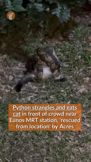 Stomp Singapore on Instagram: "it’s the circle of life"