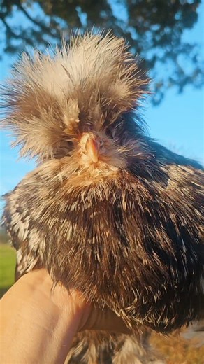 When hens go broody, they spend days on the nest and stop naturally wearing down their beaks. Sometimes, the tip can grow too long or sharp, making it harder for her to eat or even scratch or peck chicks too harshly. A quick trim can help! 💅Use small pet nail clippers or a nail file ✂️Trim just the very tip (be careful of the quick!) 🐔If needed, use a file to smooth edges It’s not “debeaking” — it’s just like trimming a nail! A tiny bit of upkeep helps keep your broody girls comfortable and re