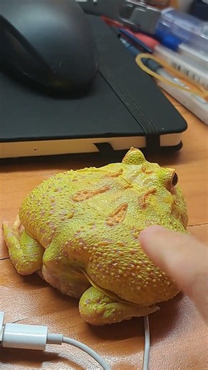 Pacman frog