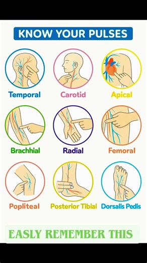 easly remember the pulse site. #nursing_student_64 #nursing_student_64