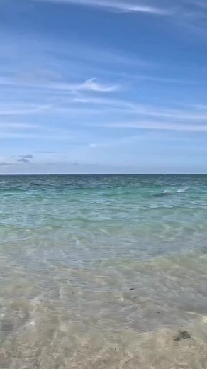 252K views · 621 reactions | Shark Vs Ray. Like a scene from David...