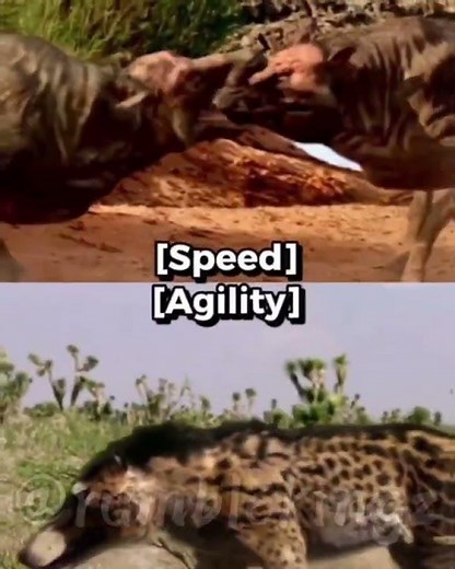 Daeodon Vs Andrewsarchus | #animals #debate