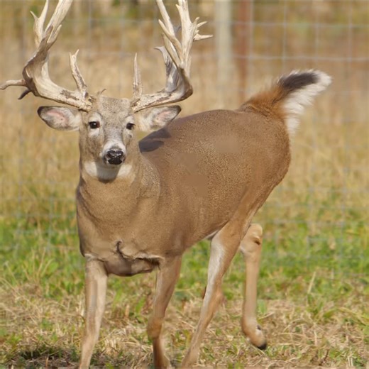 Massive buck | Genesis Whitetails