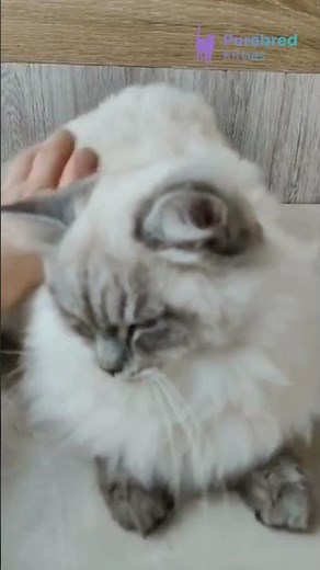 Meet Natan: The Blue Eyed Siberian Kitten 🖤 Black Tabby Point Ready for a Loving Home! #Siberian