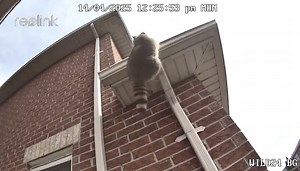 6.4K views · 130 reactions | When customers say, ‘They can’t climb...