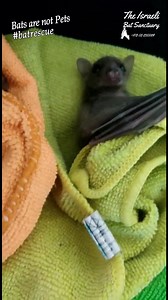 Count the bats! 😍 🦇❤ Please consider donating to help us in our mission to rescue the fruit bats of Israel! https://www.israelbatsanctuary.com/donations #bat #baby #puppy #fostercare #cute #sleepy #family #Sweet #rescue #wildlife #batsofinstagram | The Israeli Bat Sanctuary