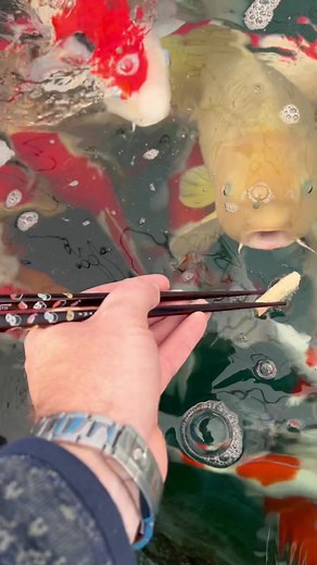 Identifying Authentic Japanese Koi: Tips and Tricks