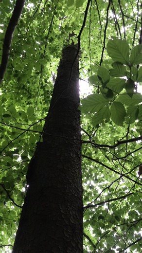 #україна #ліс🌲 #закарпаття #село #гори