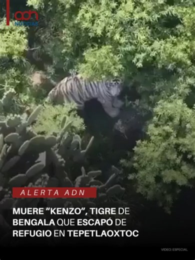 Triste desenlace en el Edomex: El tigre Kenzo murió durante su captura y esta es la actualización Muere