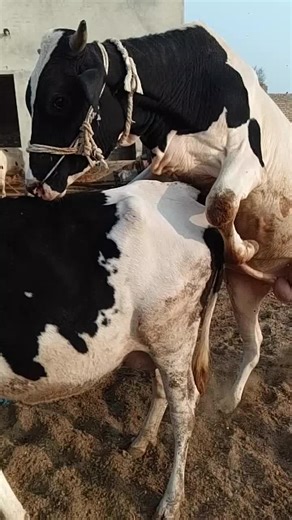 Cows Mating Behavior in Outdoor Enclosure