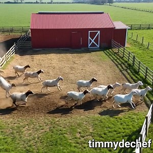 364K views · 323 reactions | The first factor to consider in Goat farming is security and it's because goats are master escape artists ❤️ | Timmydechef Integrated Services Ltd | Facebook