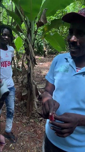 🌴 Zanzibar Spice Farm Tour | How Rambutan Grows (Local “Lychee”)