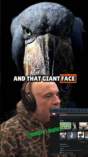 Shoebill Stork: The Terrifying 5-Foot Bird That Sounds Like a Gun - Joe Rogan Experience