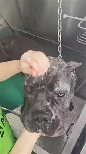 TITAN_ CaneCorso (@mirandhusha)’s videos with SIGMA X MEN - AMAAN__HERE
