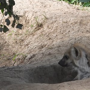 Visiting the Kaboso spotted hyena den and watching the little hyena cubs | Rob The Ranger Wildlife Videos