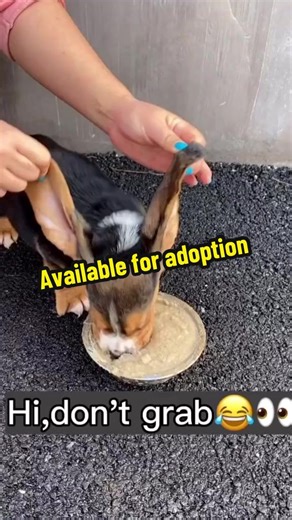 The Importance of Food in a Basset Hound's Life