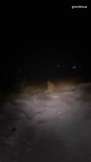 460K views · 7.5K reactions | Two men driving snowy backroads in Russia captured THIS on dashcam… A tall, bipedal figure runs across the headlights before vanishing into the trees. | Slapped Ham | Facebook