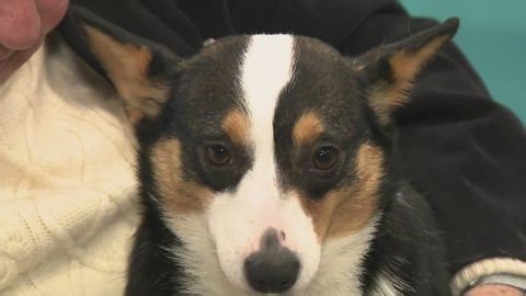 Rescuing dogs from China meat trade | Haystack News